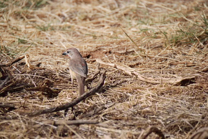 Samburu Nationalpark, Rosenwürger (Meisenart)