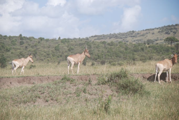 Massai, Mara, Kongoni oder  echte Kuhantilope