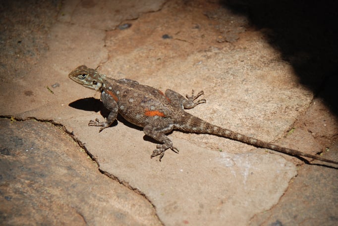 Samburu Nationalpark, Echse