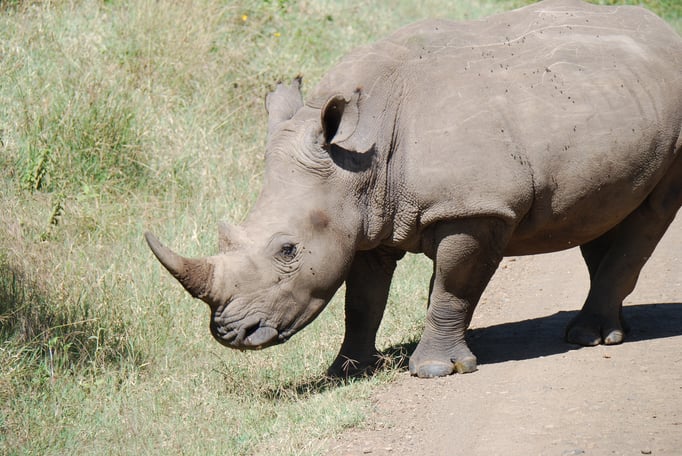 Nakuru Nationalpark, Breitmaulnashörner
