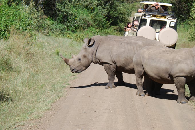 Nakuru Nationalpark, Breitmaulnashörner