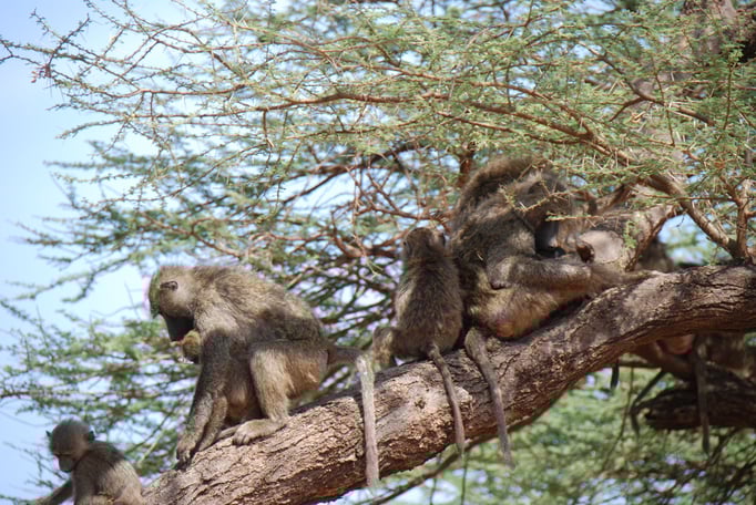 Samburu Nationalpark, Steppenpaviane