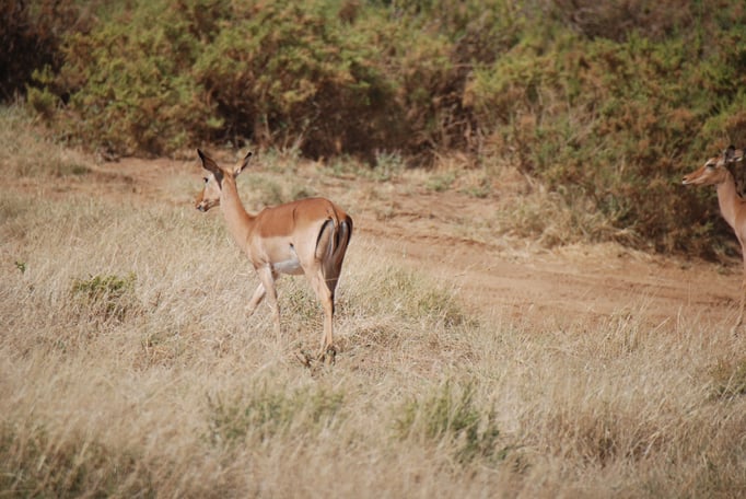 Samburu Nationalpark, Impalas oder Schwarzfersenantilope