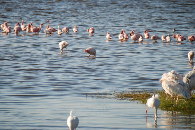 Nakuru Nationalpark,  Vogelwelt am Nakuru See