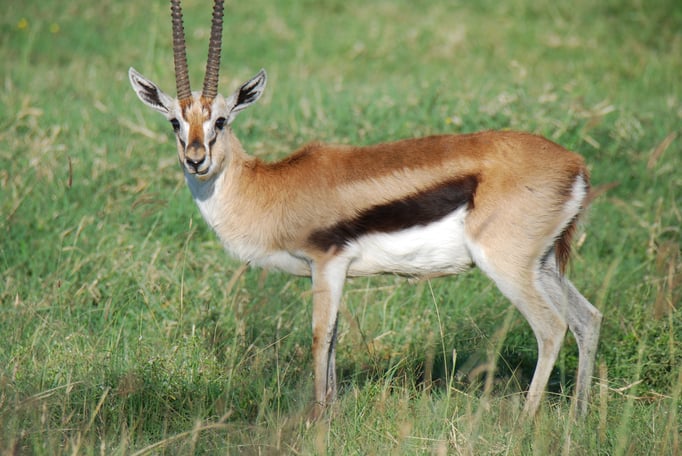 Nakuru Nationalpark, Thomsongazelle