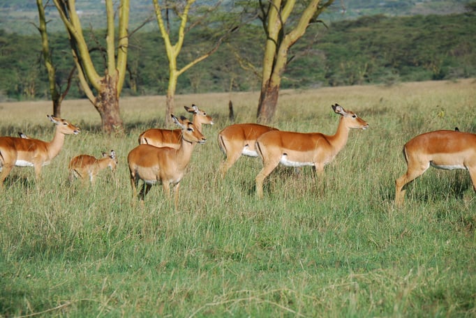 Nakuru Nationalpark, Impalas