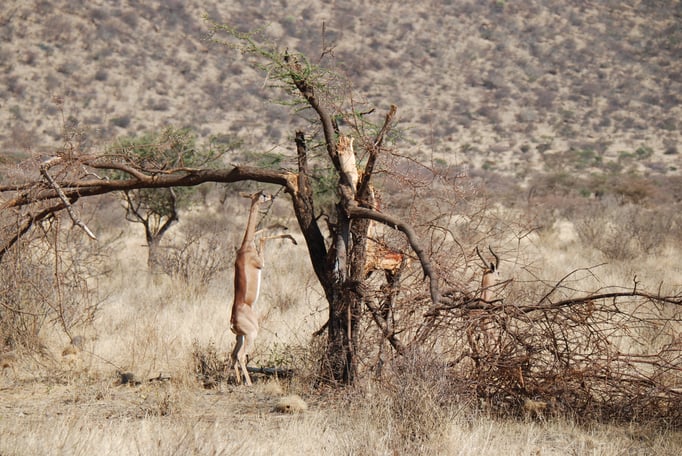 Samburu Nationalpark,  Gerenuk oder  Giraffengazelle