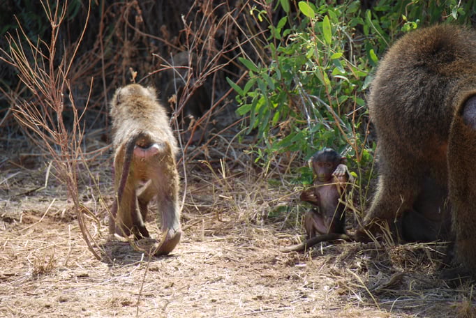 Samburu Nationalpark, Steppenpaviane