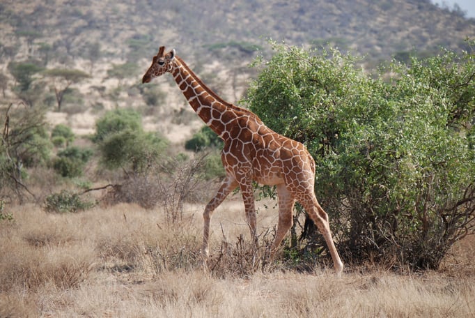 Samburu Nationalpark, Netzgiraffen