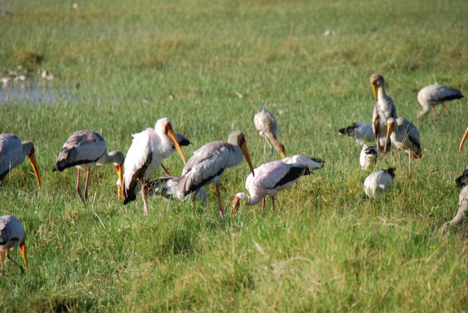 Nakuru Nationalpark,  Vogelwelt am Nakuru See