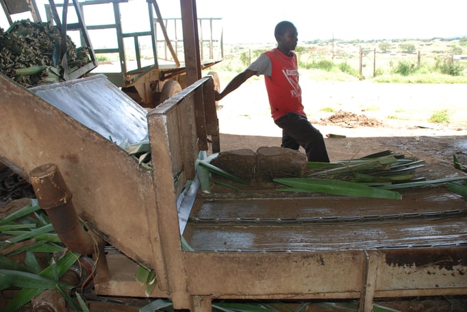 Sisal Plantage mit Fabrik zur Sisal Verarbeitung