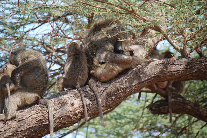 Samburu Nationalpark, Steppenpaviane