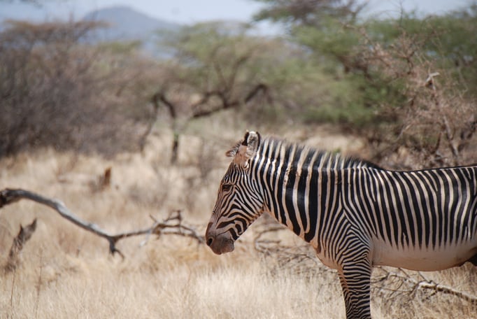 Samburu Nationalpark, Grevy Zebra 