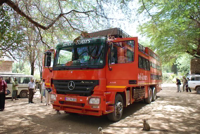 Samburu Nationalpark, Sandmeerkatzen am Rotelbus