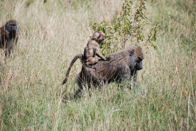 Massai, Mara, Paviane