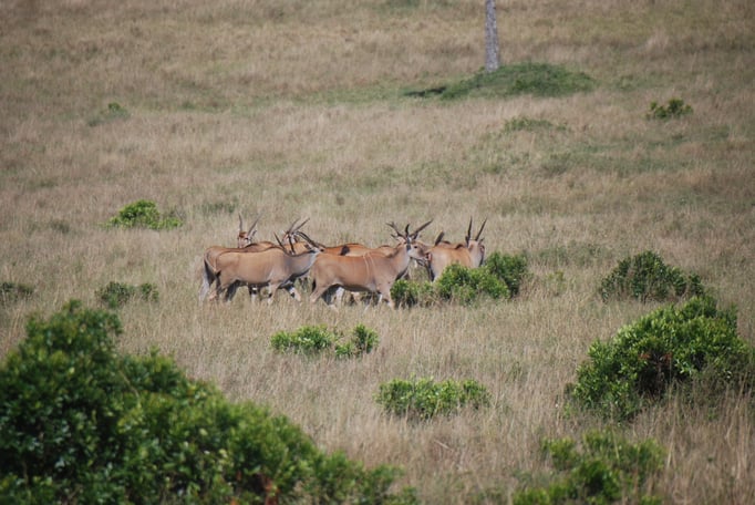 Massai, Mara, Elenantilope