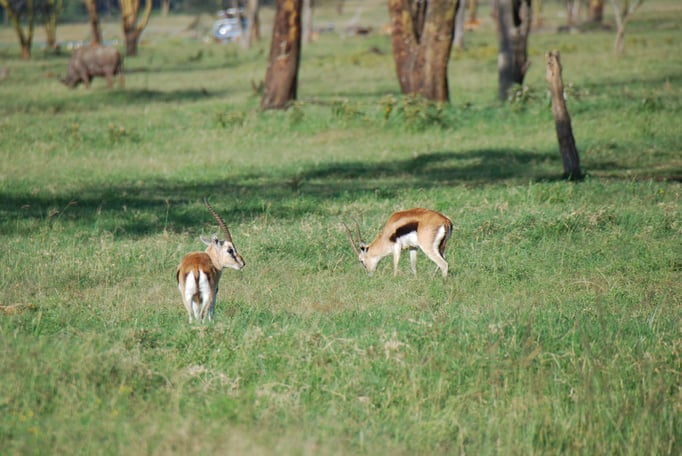 Nakuru Nationalpark, Thomsongazelle
