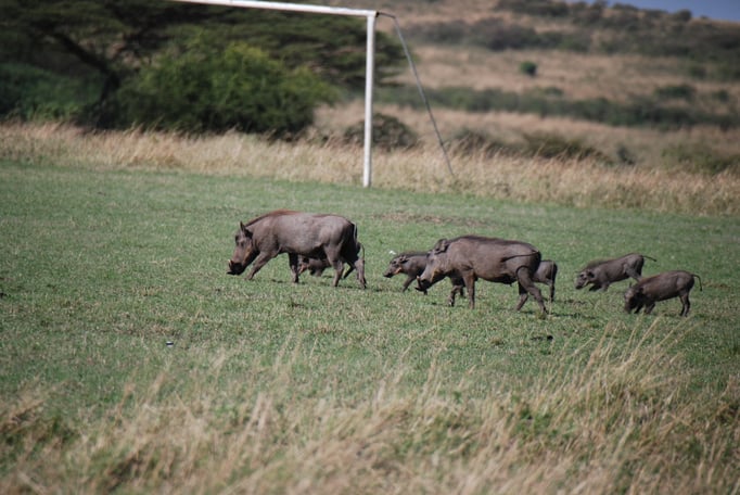 Massai, Mara, Warzenschweine 