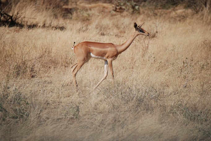 Samburu Nationalpark,  Gerenuk oder  Giraffengazelle