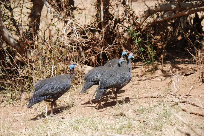 Samburu Nationalpark, Helmperlhühner