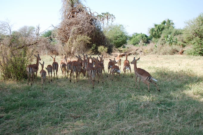 Samburu Nationalpark, Impalas oder Schwarzfersenantilope