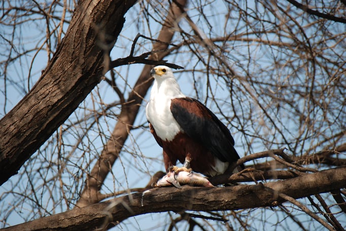 Baringo See, Schreiseeadler