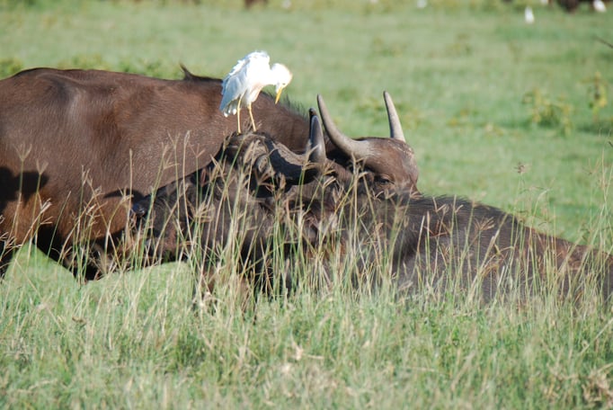 Nakuru Nationalpark,  Kaffernbüffel