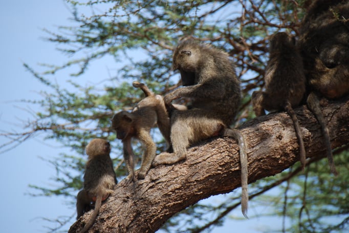 Samburu Nationalpark, Steppenpaviane