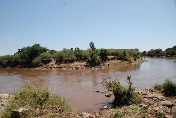Massai Mara, Flußperde