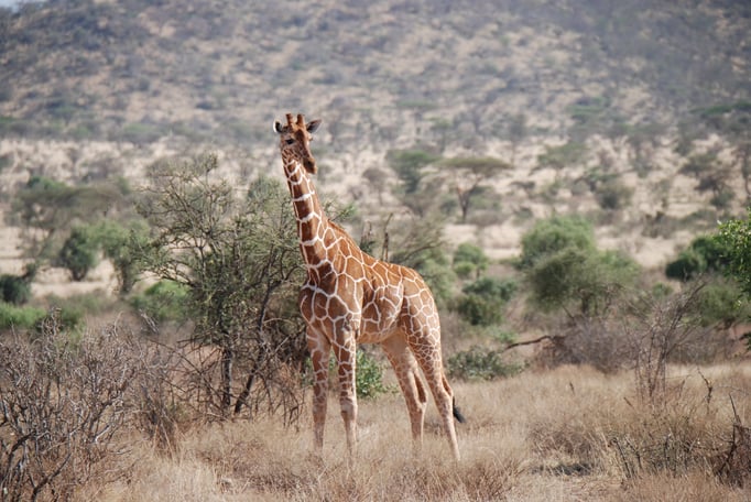 Samburu Nationalpark, Netzgiraffen