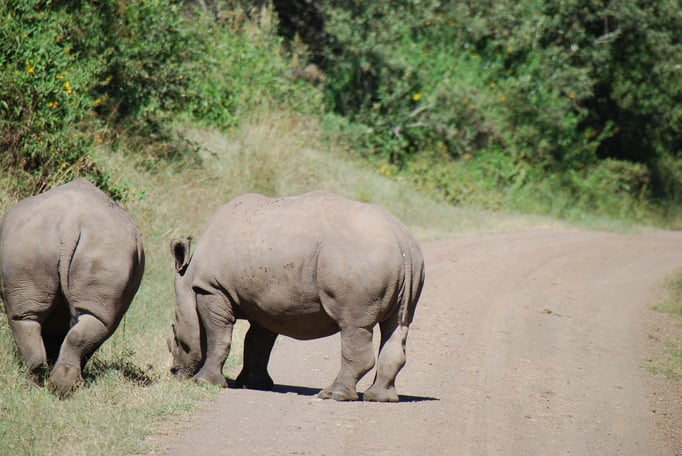 Nakuru Nationalpark, Breitmaulnashörner