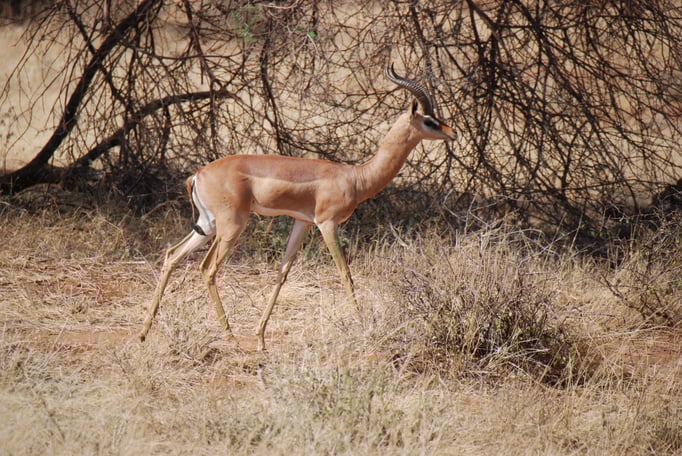 Samburu Nationalpark,  Gerenuk oder  Giraffengazelle