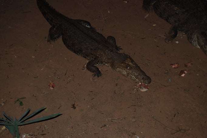 Samburu Nationalpark, Nilkrokodil