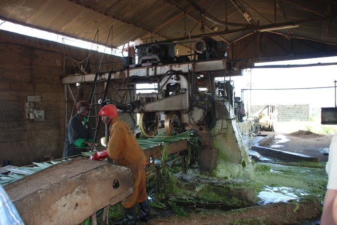 Sisal Plantage mit Fabrik zur Sisal Verarbeitung