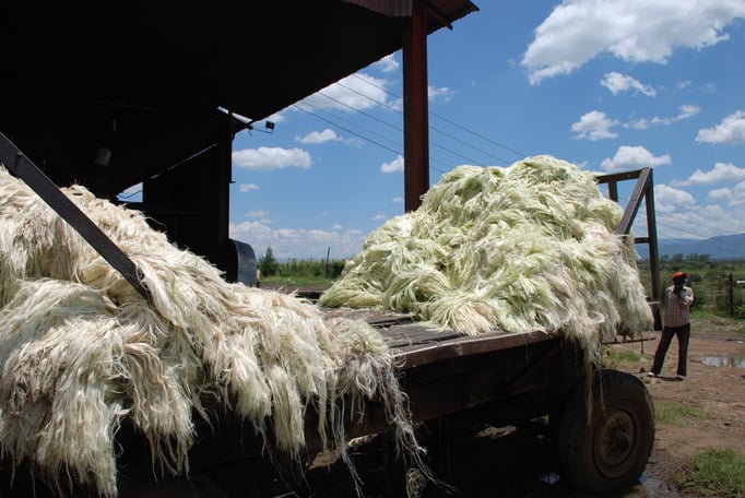 Sisal Plantage mit Fabrik zur Sisal Verarbeitung
