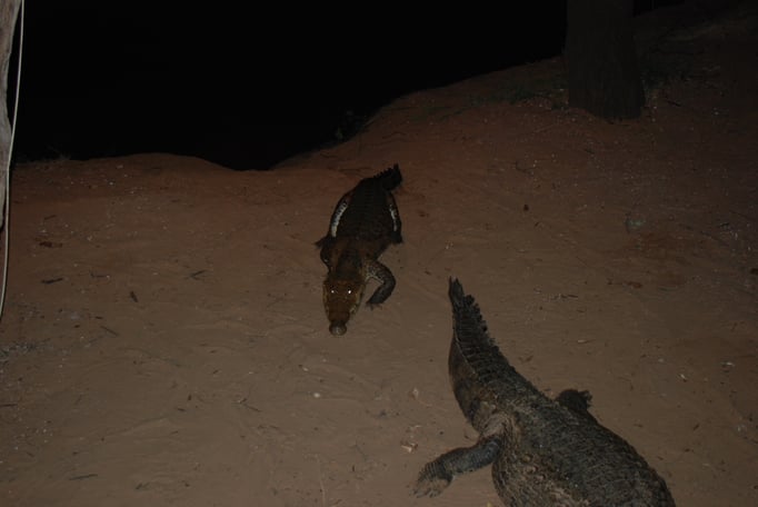 Samburu Nationalpark, Nilkrokodil