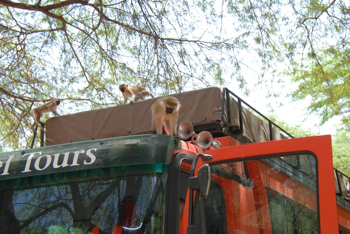 Samburu Nationalpark, Sandmeerkatzen am Rotelbus