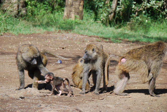 Nakuru Nationalpark, Paviane