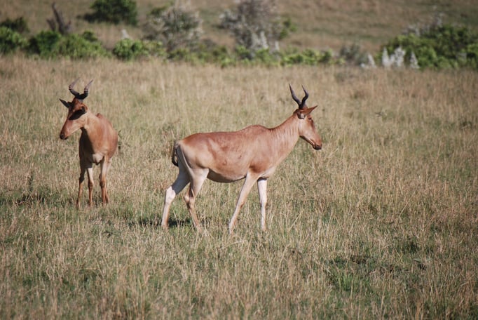 Massai, Mara, Topi oder Leierantilope