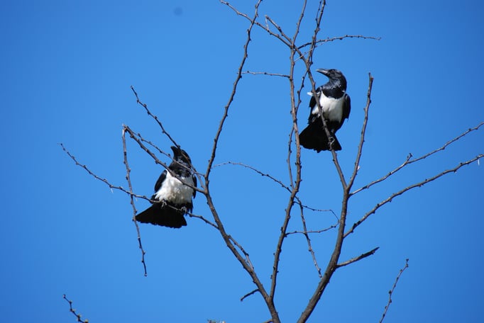 Nakuru Nationalpark, Schildraben