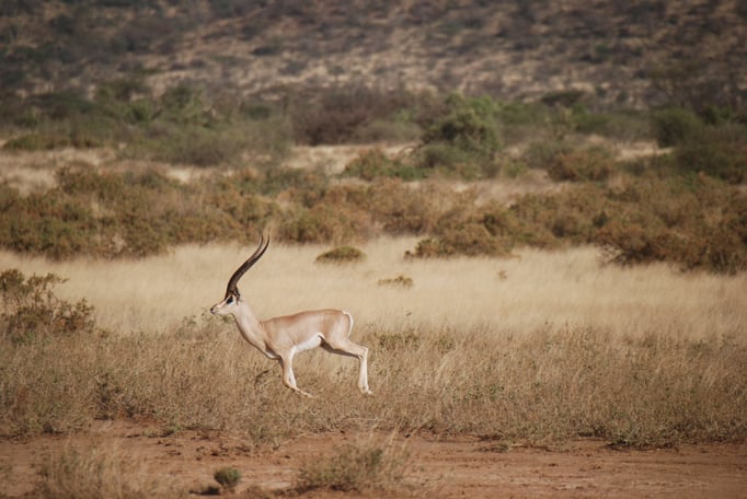 Samburu Nationalpark, Grant Gazelle
