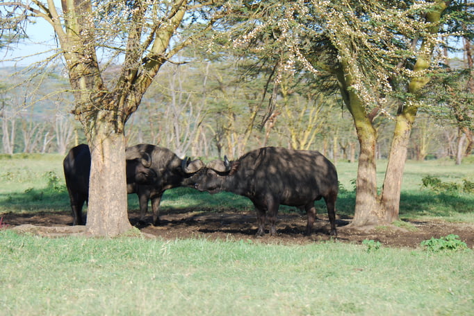 Nakuru Nationalpark,  Kaffernbüffel