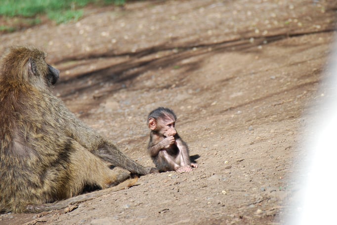Nakuru Nationalpark, Paviane
