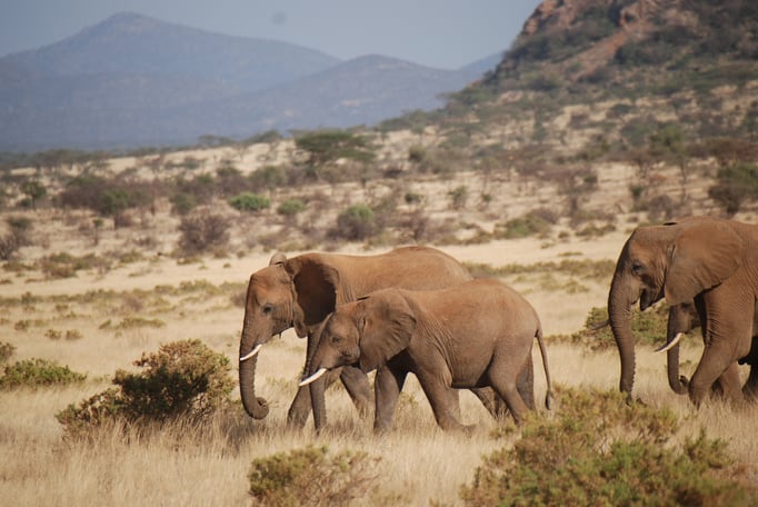 Samburu Nationalpark, Elefanten