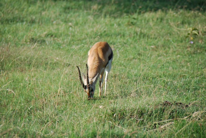 Nakuru Nationalpark, Thomsongazelle