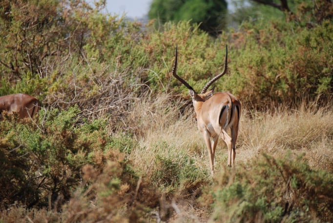 Samburu Nationalpark, Impalas oder Schwarzfersenantilope