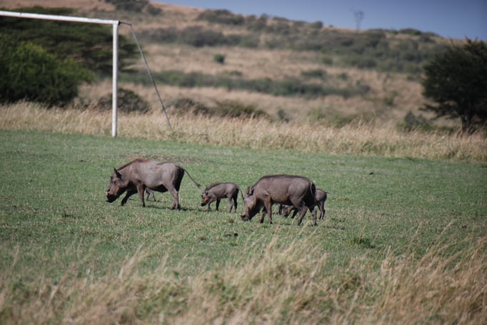 Massai, Mara, Warzenschweine 