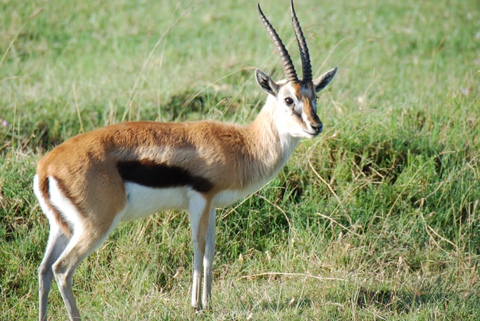 Nakuru Nationalpark, Thomsongazelle