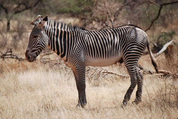 Samburu Nationalpark, Grevy Zebra 