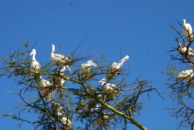 Nakuru Nationalpark, Pelikane